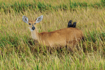 Symbiotic interaction between a deer and two birds perched on its back, observed in a natural grassland habitat, illustrating mutualism in wildlife ecosystems.