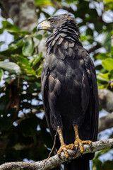 Obraz premium Great black hawk (Buteogallus urubitinga) perched on a tree branch, showing plumage details and powerful talons.