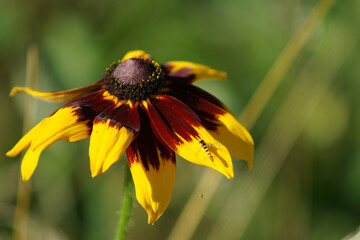 hidden wasp-like fly