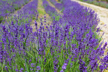 Lavender field. Blooming lavender bushes.