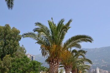 Fototapeta premium Vibrant Palm Tree Against a Clear Blue Sky in Coastal Montenegro, with Traditional Architecture and Lush Mountains in the Background
