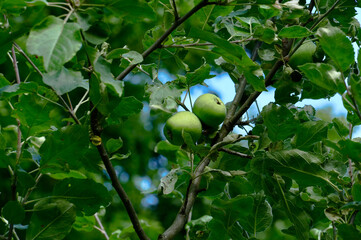 Green apples in the garden. Apples on the tree. Apple orchard.