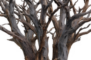 Intricate gnarled dead tree branches with weathered bark isolated on transparent background