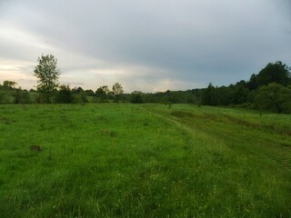 Beautiful evening meadow landscape