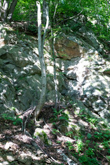 Emerald Forest Kingdom: Wild Nature s Sanctuary