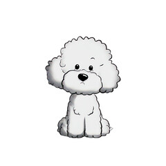 A cute white poodle puppy sitting isolated on transparent background