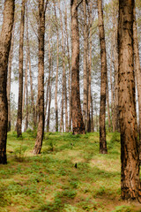 A vibrant forest scene featuring tall trees and a lush, green ground cover, inviting exploration and appreciation of nature's serene beauty.