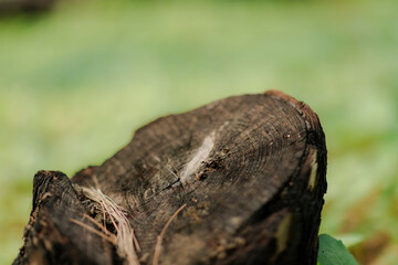 Close-up of a weathered tree stump in a natural setting. Focus on texture and details. Nature's...