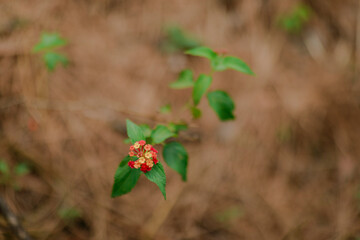 Lantana flower on the ground, its blooms display a mix of red and yellow petals, standing out...