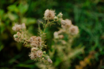 A cluster of thistle flowers sits amidst a backdrop of lush greenery, displaying intricate details of nature's artistry.