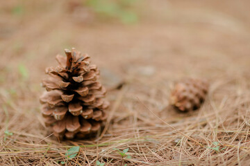 Pinecone Pair: A large pinecone stands upright amidst a bed of fallen pine needles, with another cone slightly out of focus in the background.