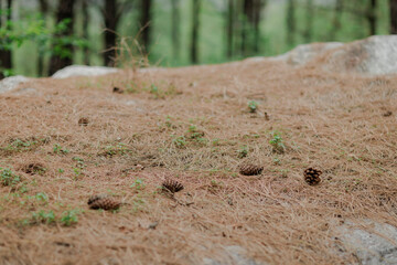 Forest floor covered in pine needles and cones, a soft, natural groundcover in a serene woodland setting.