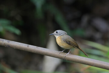pale-chinned flycatcher_PAP8074.jpg