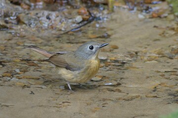 pale-chinned flycatcher_PAP8078.jpg