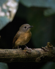 pale-chinned flycatcher or Cyornis poliogenys seen in Karimganj, Assam, India