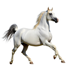 A side view majestic gray Arabian horse is running isolated on white or transparent background, png clipart