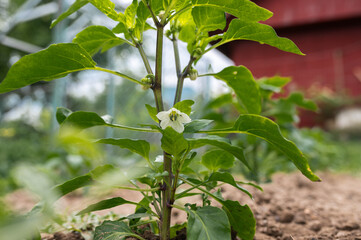 a sweet paprika flower in a greenhouse  close-up