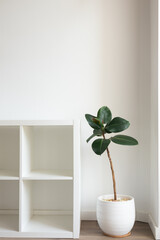 Ficus home plant in white pot. Empty shelf mockup minimalist interior
