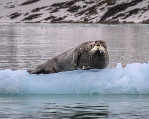 A bearded seal floats on some ice