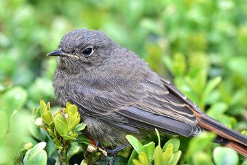 Close-up of a young bird resting in lush green grass. The fluffy juvenile bird is captured in soft...