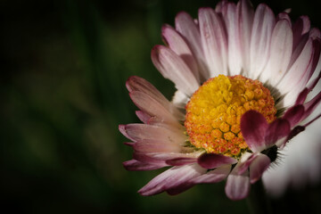 close-up of the daisy flower in all its spring splendor