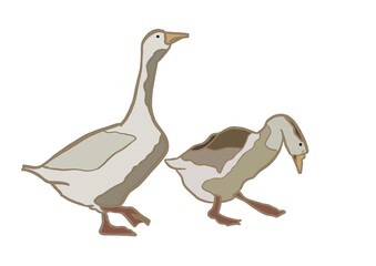 Illustration of a pair of geese on a white background.