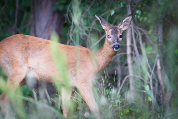 Scary deer with injured eye looks like zombie. Capreolus capreolus european roe deer female in forest.