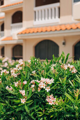 Colorful flowers blooming in a lush garden near a charming building on a sunny day