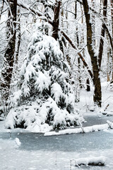 Pinetree covered in snow