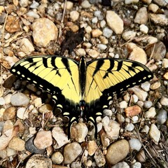 painted lady butterfly