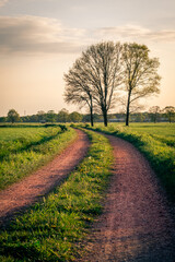 rural road in the field