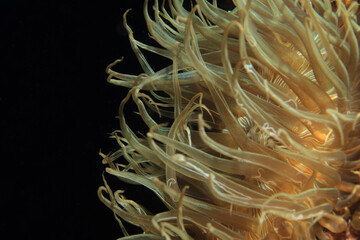 Spectacular close-up of a gold-toned anemone seen from the side against the black night background.