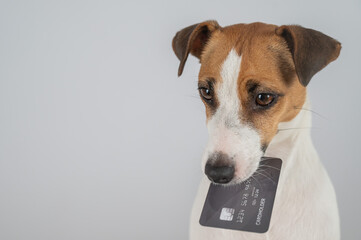 Jack Russell Terrier Dog Holding Credit Card. 