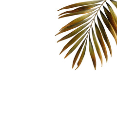 Golden palm frond against stark black creates a dramatic, minimalist composition for tropical designs and backgrounds, transparent background