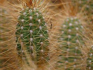 Close-up of a cactus in Marrakech, highlighting its thorns, areoles, and the unique texture of this...