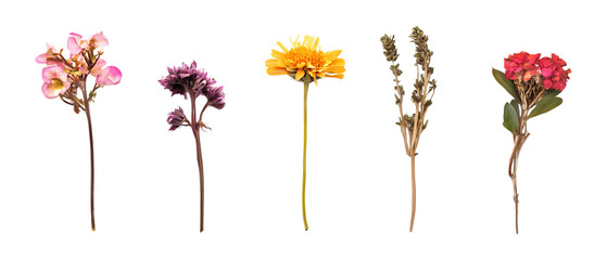 Pack Collection Vibrant Pressed Flowers Botanical Art Prints  Home Decor set against transparent background