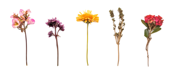 Pack Collection Vibrant Pressed Flowers Botanical Art Prints  Home Decor set against transparent background