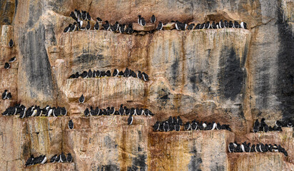 Brunnich guillemots (Uria Lomvia) nesting on the Alkefjellet cliffs in the Svalbard archipelago