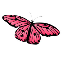 bunter Schmetterling, transparenter Hintergrund, Vektor