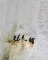 Brunnich guillemots (Uria Lomvia) nesting on the ice-covered Alkefjellet cliffs in the Svalbard...