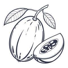 vector illustration of feijoa