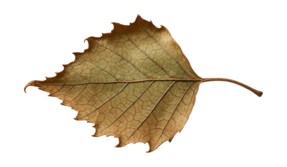 Dry, curled birch leaf with cracked surface and faded green patches