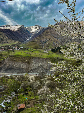 Blooming cherry trees against the mountains on the Georgian Military road