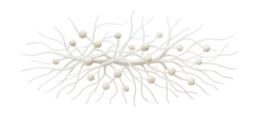 Mycorrhizal hyphae with thin, filamentous strands and white coloration