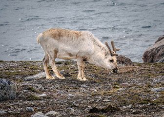 A reindeer of the Svalbard archipelago