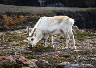 A reindeer of the Svalbard archipelago