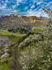 Blooming cherry trees against the mountains on the Georgian Military road