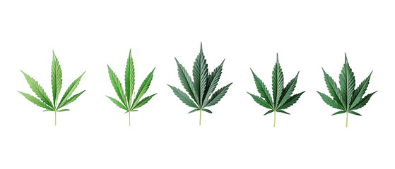 Pack Collection Cannabis Leaf Variations A Visual Guide to Marijuana Plant Growth Stages set against transparent background