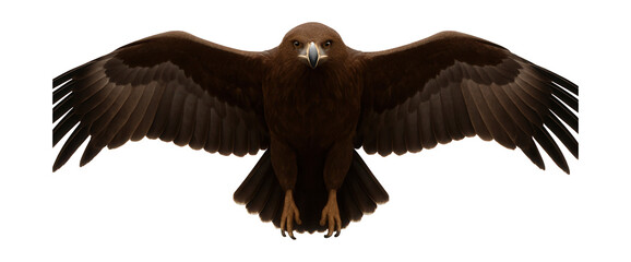 Obraz premium Lesser spotted eagle with dark brown plumage and lighter underwing coverts