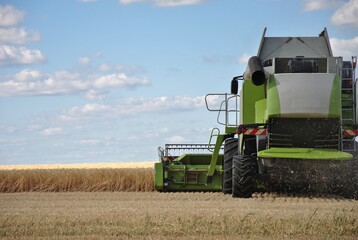 Obraz premium rear view of a combine harvester working in the field. harvesting in a field on a sunny day